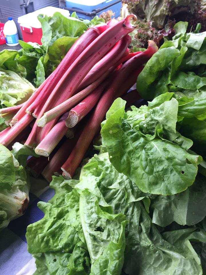 Picture of fresh vegetables (rhubarb and lettuce).