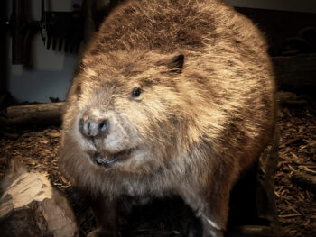 Chip the Beaver Exhibit