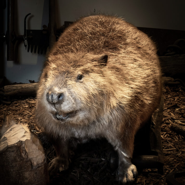 Chip the Beaver Exhibit