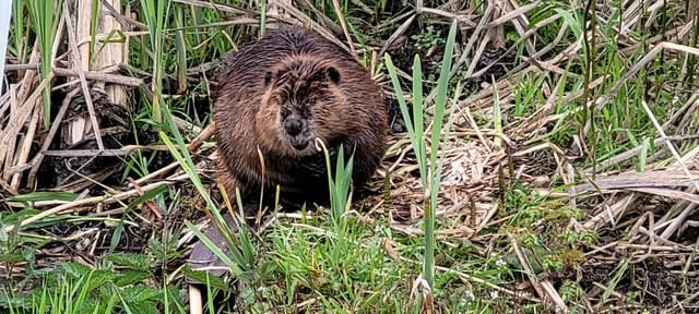 Chip the beaver in the mash