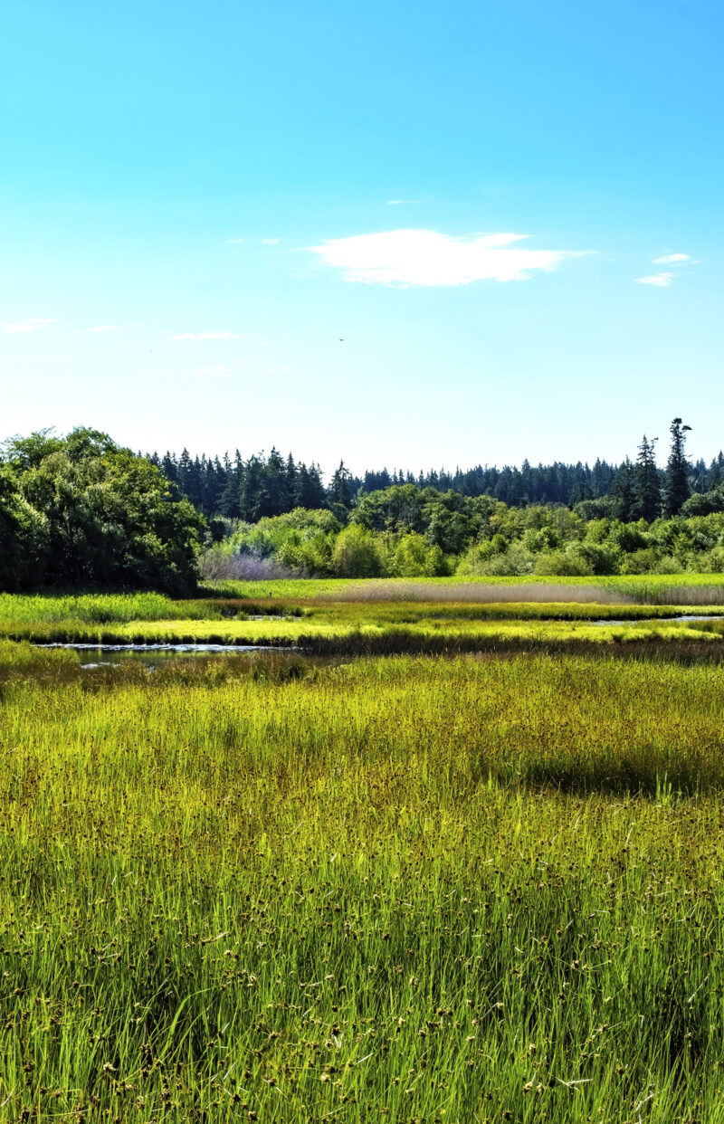 Marsh Tide