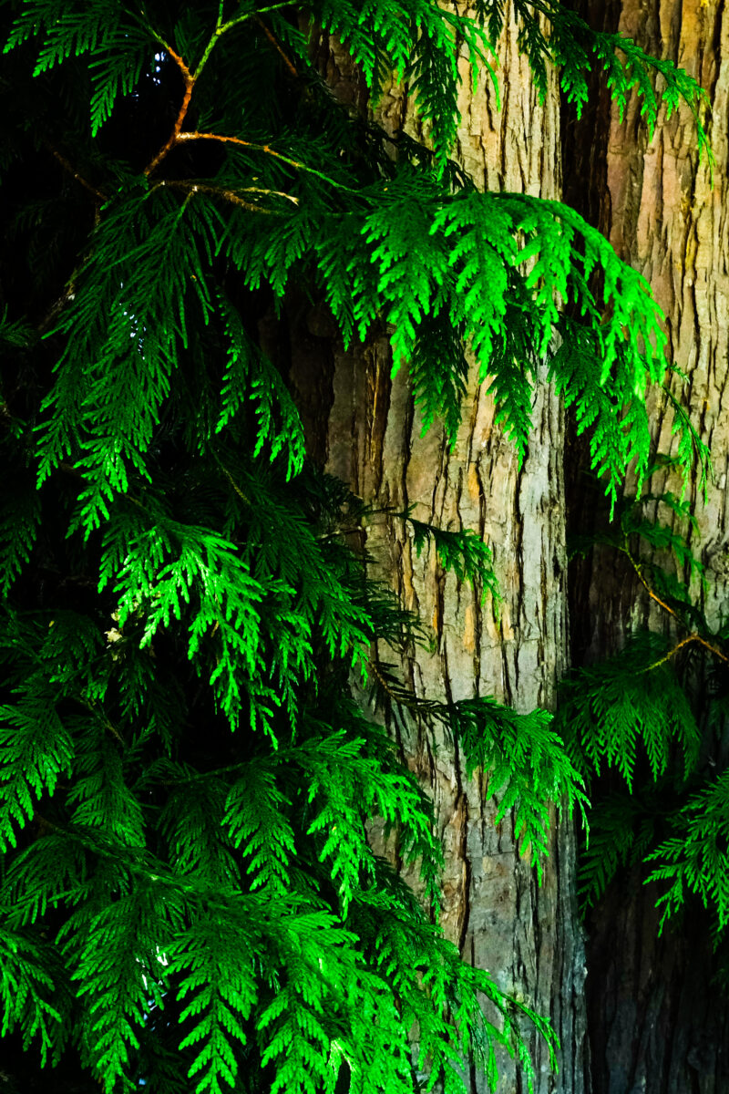 Red Cedar