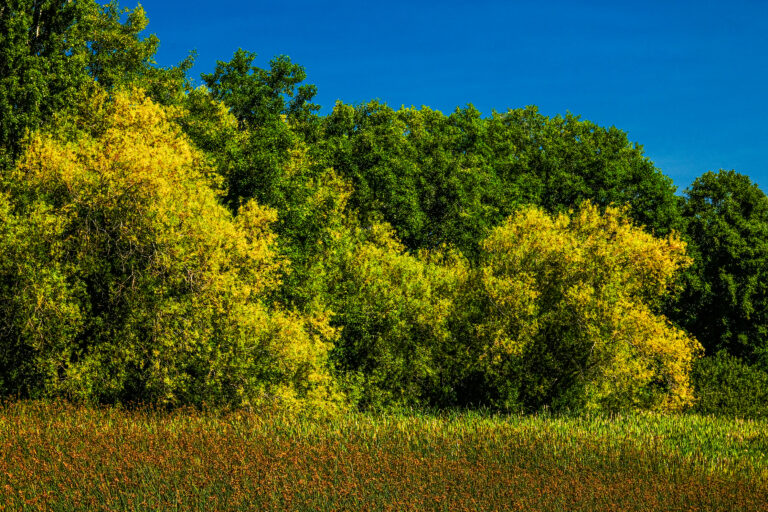 Edmonds Marsh