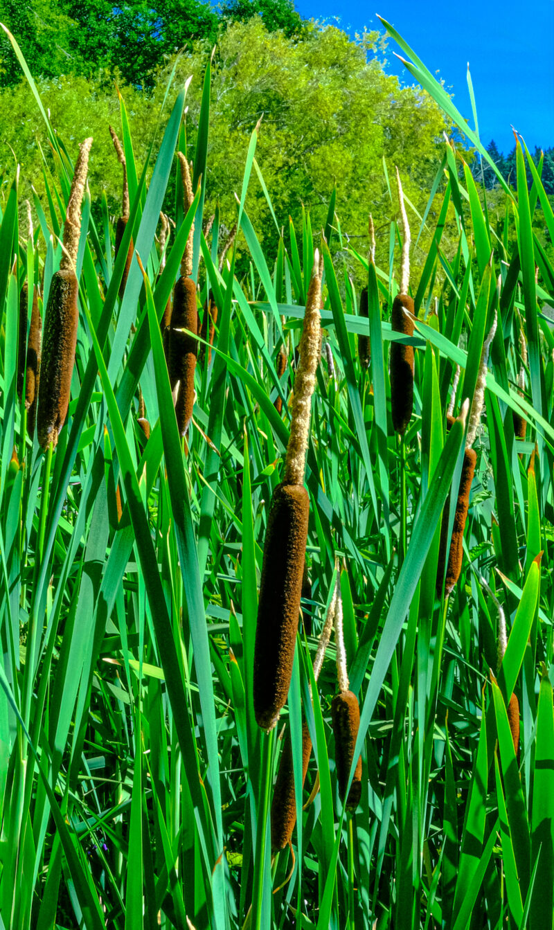 Cattails